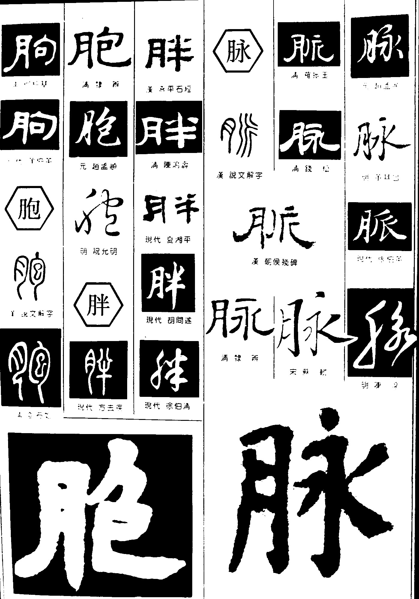 朐胞胖脉