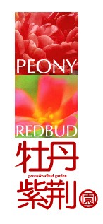 牡丹紫荆