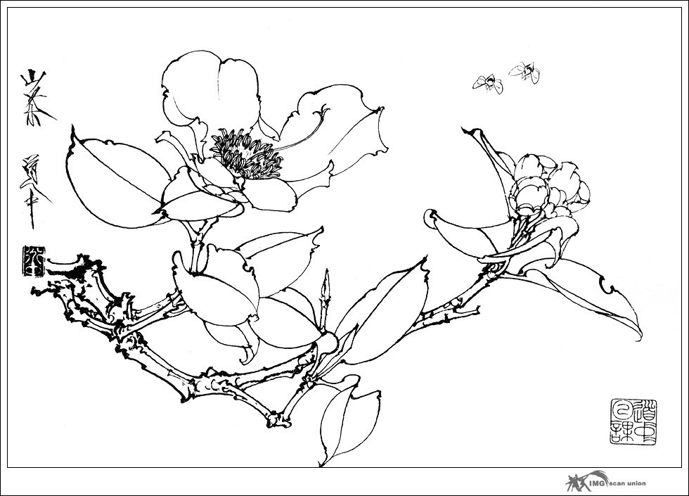 白描花卉草虫