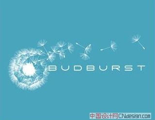 蒲公英