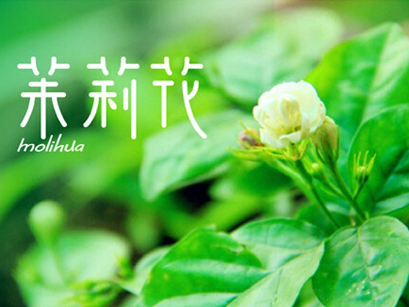 茉莉花