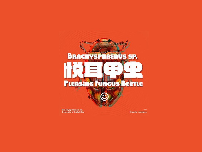 悦耳甲虫